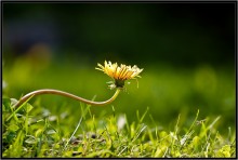 By the sun ... / ***