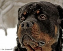 Winter Portrait / ***