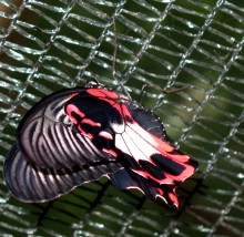Butterfly / ***