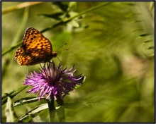 Windy ... / ***
