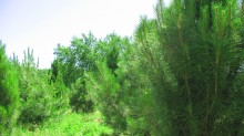 &nbsp; / Green