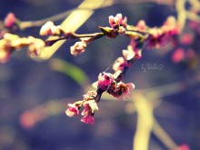 Ochuschenie Frühling ... / ***