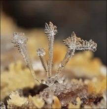 ... He\'s three-headed ... / ***