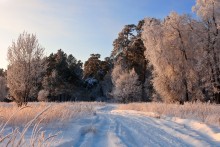 In Spitzen gekleidet stillen Wald ... / ***