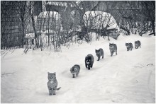 On the hunt ... / *****