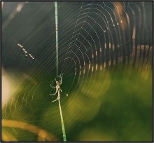 Gossamer ... / ***