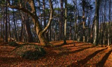Ai-Petri forest / ***