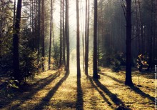 Autumn Forest / ***