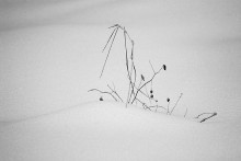 In the snowdrifts / ******