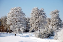 Wald / *******