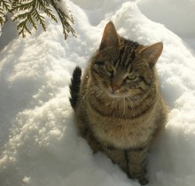 Cat photo / *******