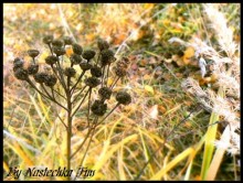 plant / ***