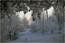 Under the forest canopy / *****