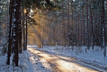 Forest road ... Morning ... / ***