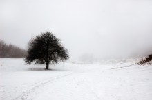 breath of spring / ***