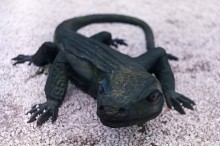 Lizard / ***
