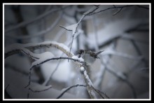 Sparrow / ***