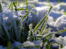 grass near the house / ***
