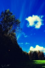 Coming out of the woods ... / ******
