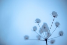 Snow Cotton / ***