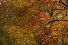 Autumn Velvet / ***
