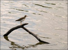 Every sandpiper praises its swamp / ......