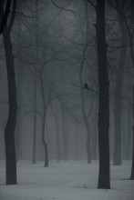 ...blue forest... / ***