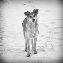 &quot;Ein Hund ist nur einen Nachteil - sie glauben an die Menschen.&quot; / ***