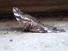 The death of a beautiful creature ... / .......