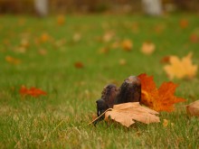 Autumn / ***