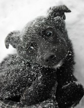 Incredulity / ......