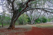 Tree / .....