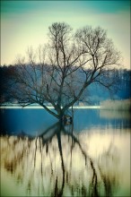 Flood / ***