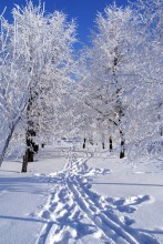 Frost and sun / ***