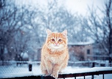 Winter / ***