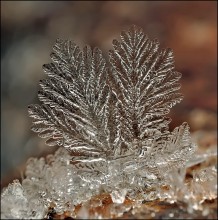 Schlanke Tannen ... / ***