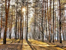 Solar Forest 2 / *****