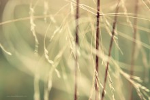 [Life Line} / *******