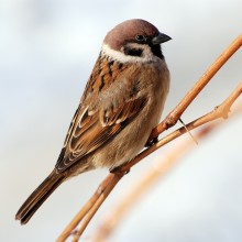 Passer montanus / ***