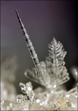 CPIS LCA or pin ... / ***