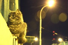 Kotya / ***