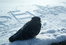 pigeon / ..........