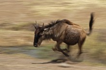 Speed! / ***