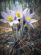 the smell of spring .. / .........