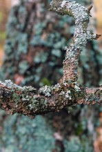 Branch / ***