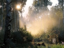Foggy Morning / ***