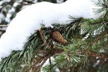 Winter Forest / ***