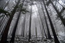 Forest / .....