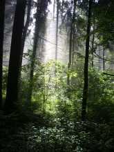 IN THE FOREST / ***