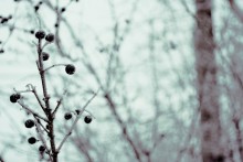 berry / ***